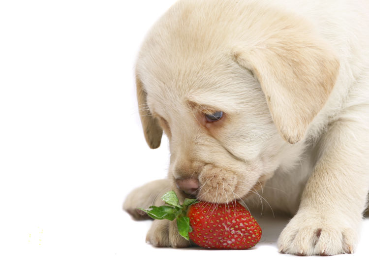 愛犬に与える「いちご」のまとめ