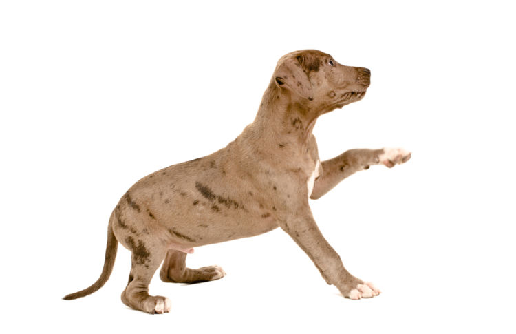 犬の前十字靭帯断裂【症状】