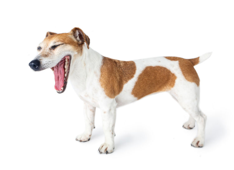 犬の歯髄炎【症状】