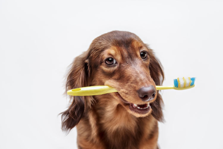 高齢犬(老犬)の歯髄炎【注意点・ケア方法は?】