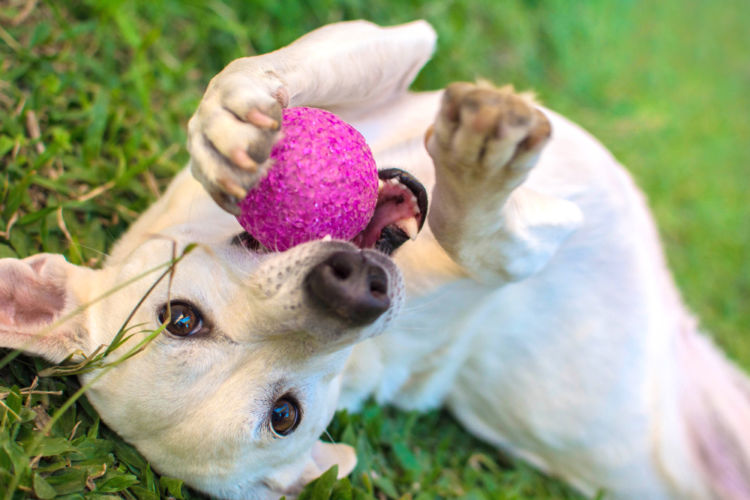 犬の歯髄炎【予防対策は?】