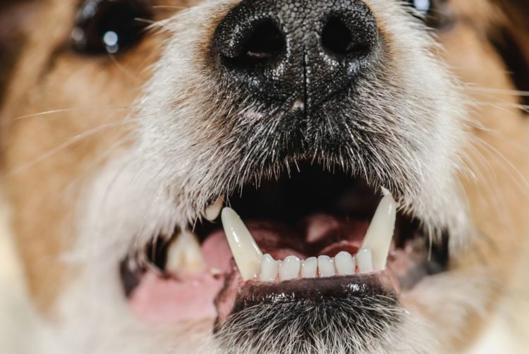 犬の歯周炎【原因】