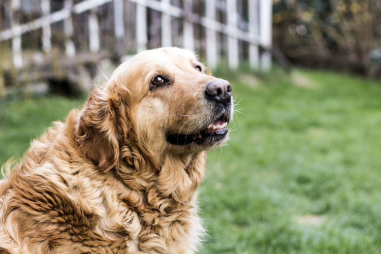 犬の歯周炎【発症しやすい犬種】