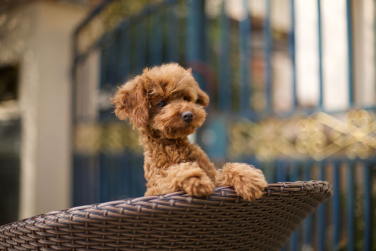 犬の口腔鼻腔瘻【発症しやすい犬種】