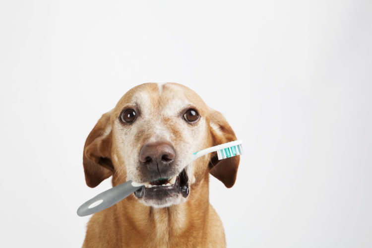 犬の口腔鼻腔瘻【予防対策】