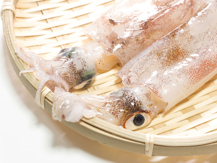 愛犬に与える「イカ」のまとめ