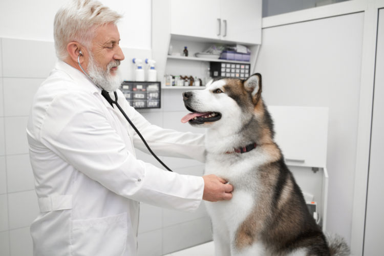 犬の尿崩症【診断方法】