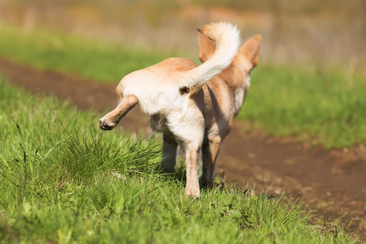 犬の尿崩症と間違えやすい病気