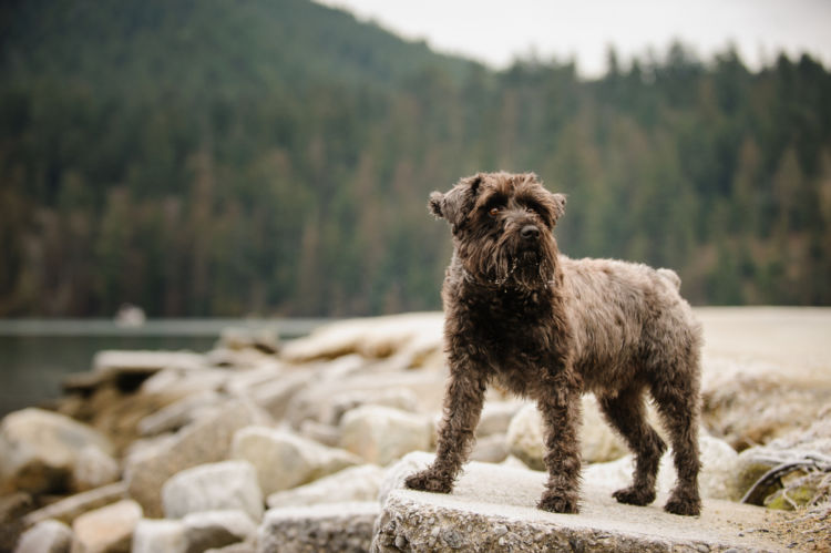 犬の尿崩症と間違えやすい病気