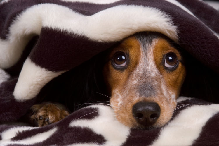犬の尿崩症と間違えやすい病気