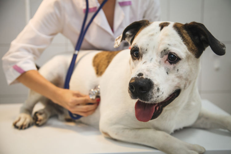 犬の尿崩症と間違えやすい病気