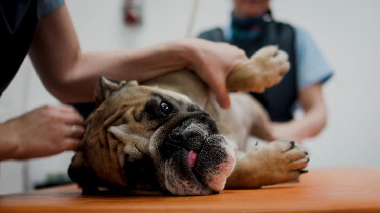 犬の線維肉腫【治療方法】