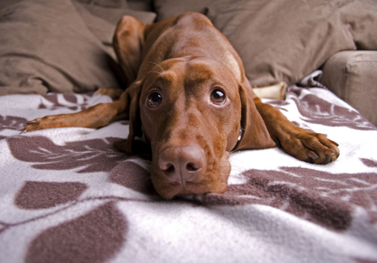 「コーングルテン」は犬がアレルギーになりやすい?