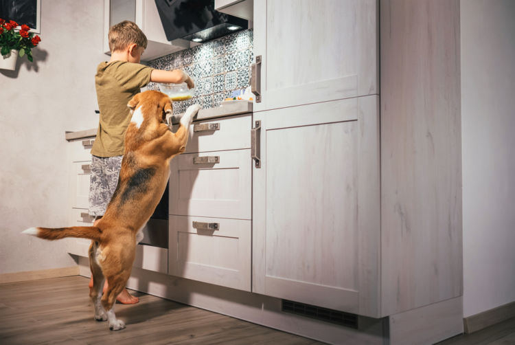そもそも犬と人間が必要とする食べ物は違う