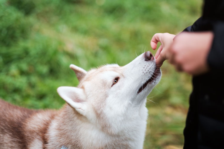 人類と動物との共存の観点からペットフードを考えてみよう