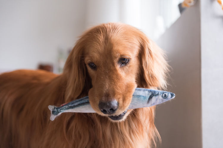 肉が好きな犬に魚を与えるメリットは?
