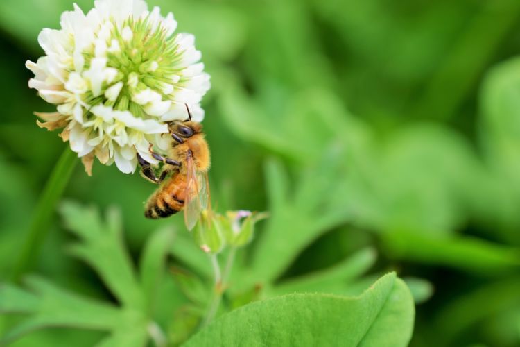 愛犬にはちみつを与える際は、花粉などの「アレルギー」にも注意!