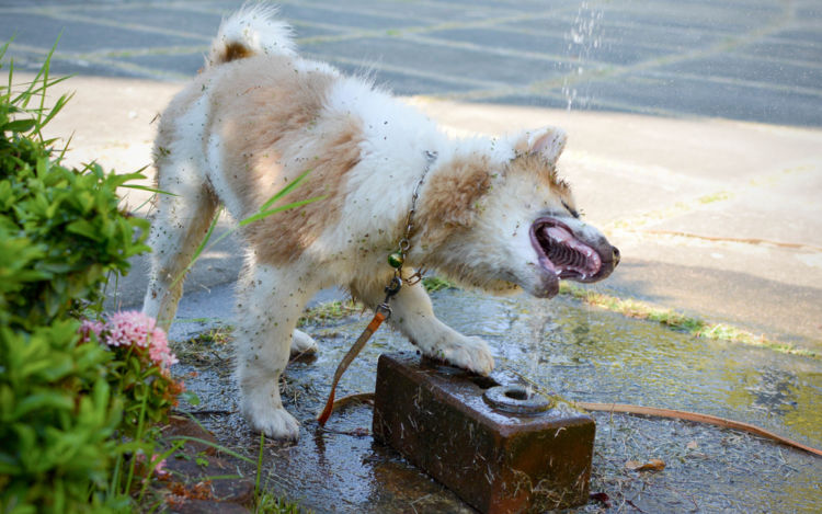 健康な犬の飲水量・排尿量の目安