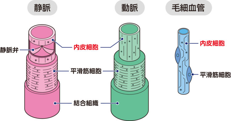 犬の血管肉腫【原因】