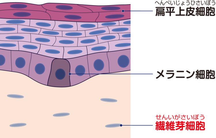 犬の線維肉腫【原因】