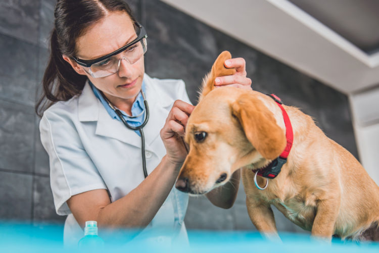 犬の耳が腫れている【考えられる原因】