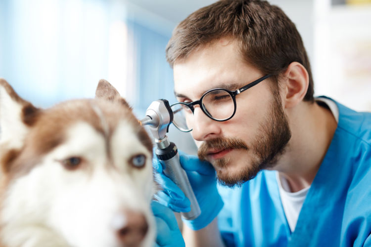 犬の耳が腫れている【こんな症状は要注意!】