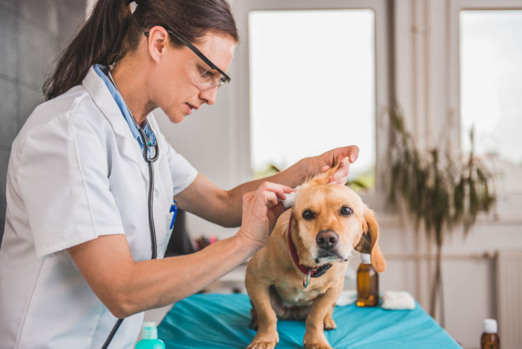 犬の耳が腫れている【この症状で考えられるおもな病気】