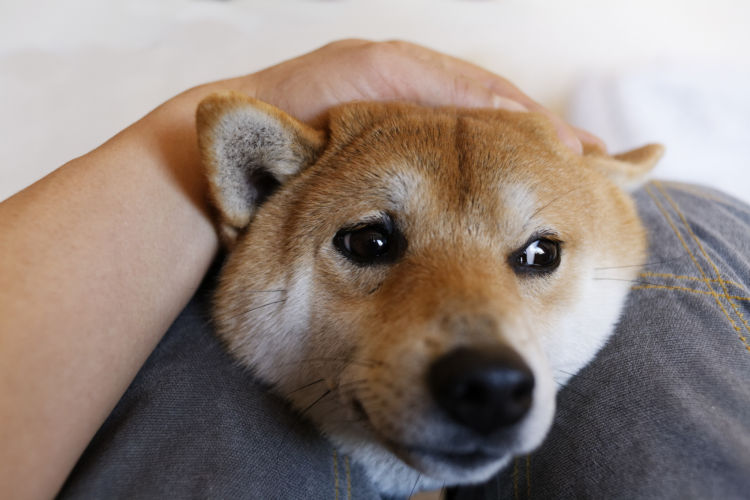 「症候性てんかん」
