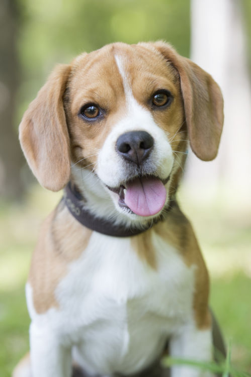犬のてんかん【発症しやすい犬種】