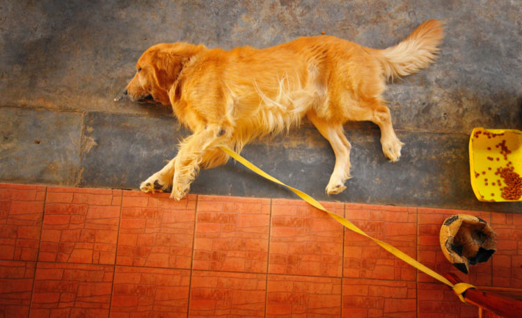 犬のてんかん【症状】