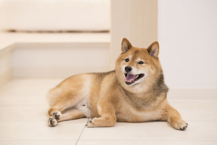 てんかん発作を起こした後の犬