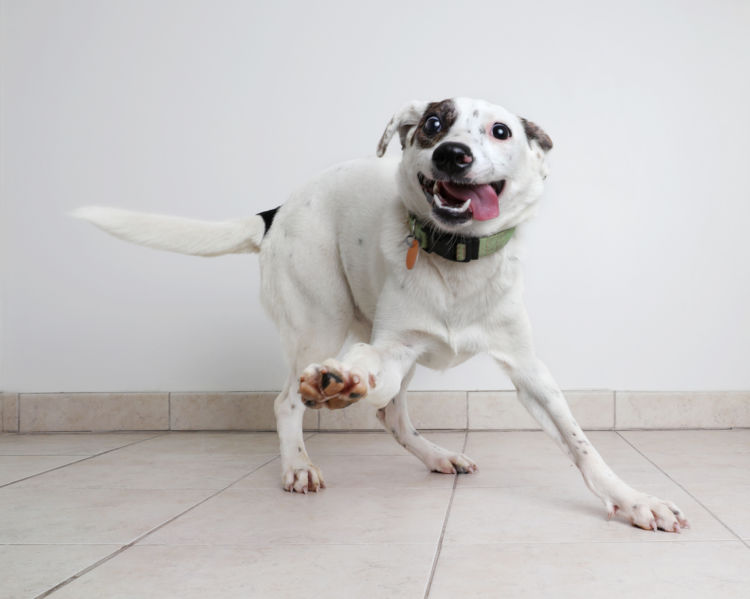 【獣医師監修】犬がてんかんになる原因や症状、対処法から治療方法、発症しやすい犬種は!?
