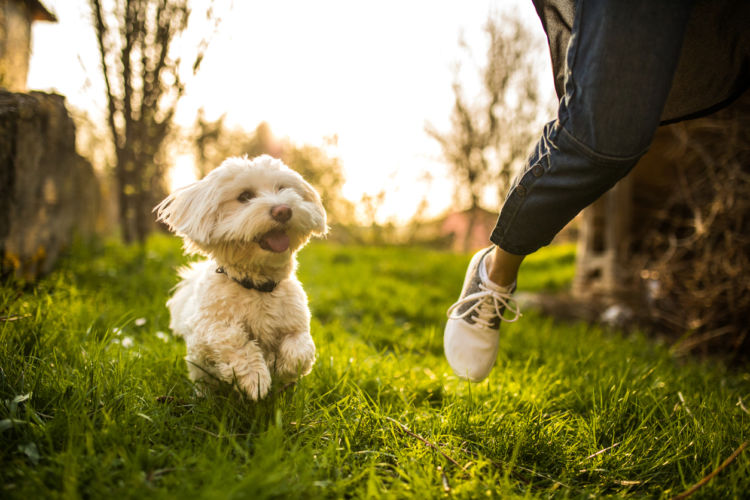 犬のてんかん【うまく付き合っていくために】