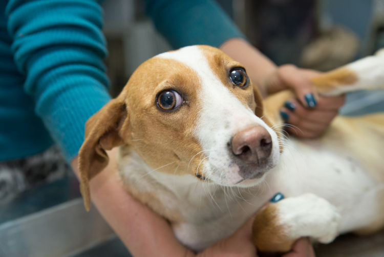てんかんの検査をする犬