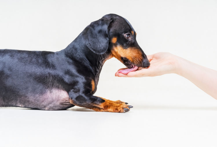 てんかんの治療薬を飲む犬