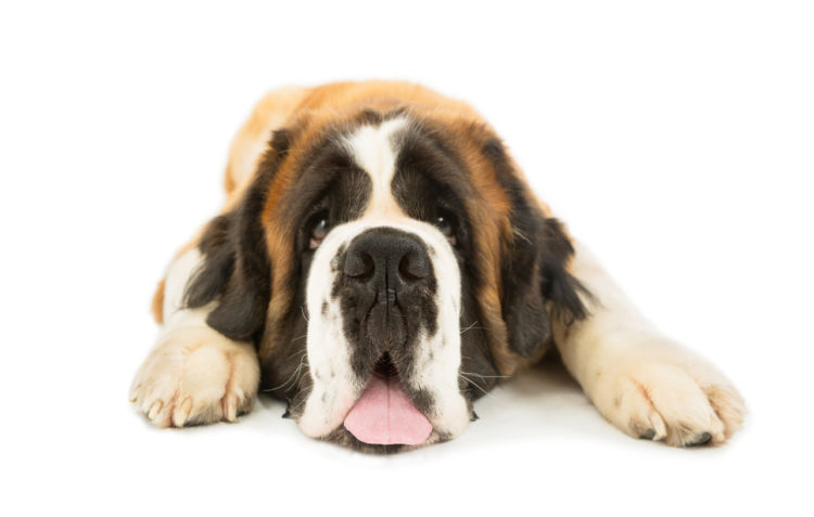 犬の寿命【大型犬の寿命が短いのはなぜ?】
