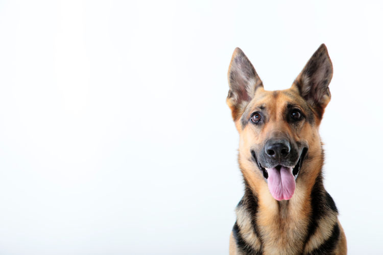 癌になりやすい大型犬