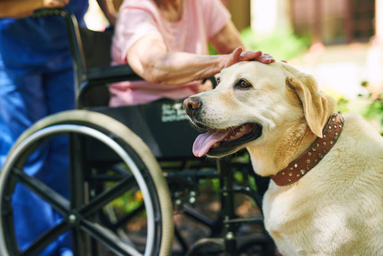 犬の寿命【長寿化】(長生き傾向)