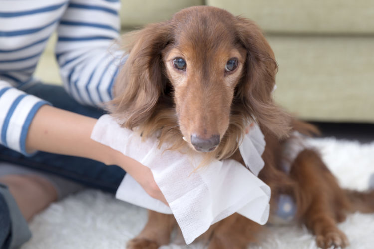 犬の健康寿命