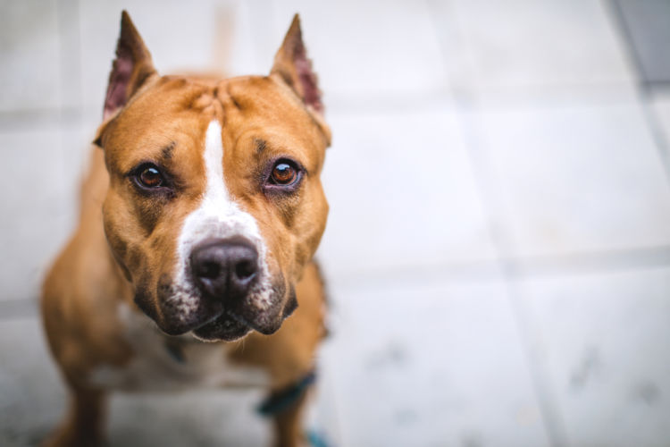 愛犬家によって飼育が続けられたスタッフォードシャー・ブル・テリア