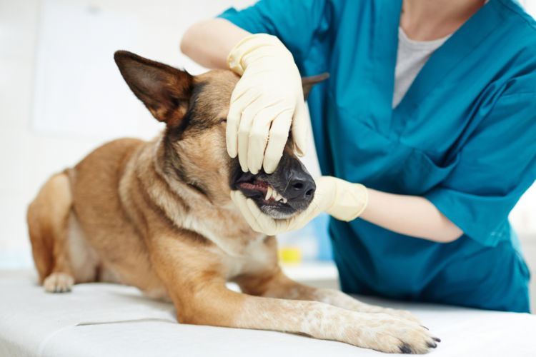 犬の口蓋裂【治療方法】
