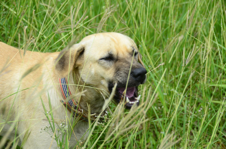 犬の口唇裂【症状】