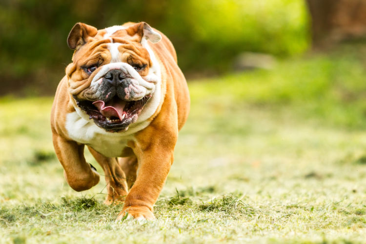 犬の口唇裂(こうしんれつ)【発症しやすい犬種】