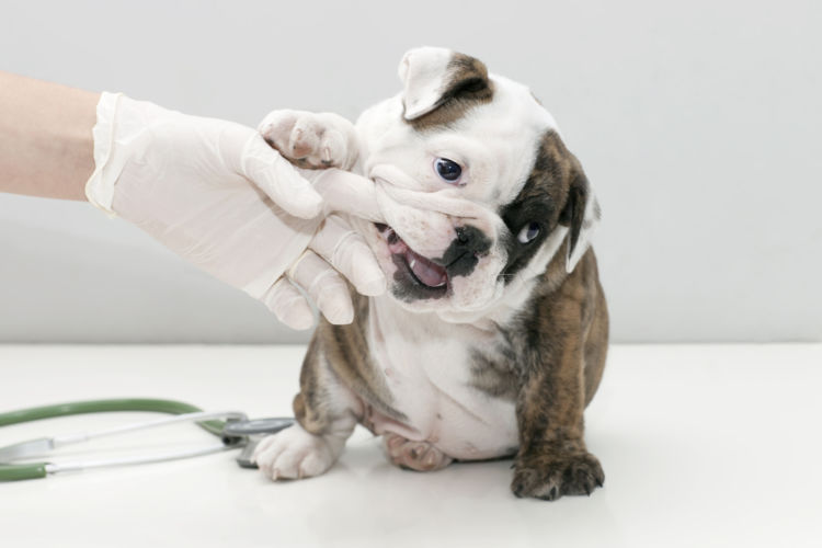 犬の内歯瘻(ないしろう)【診断・治療法】