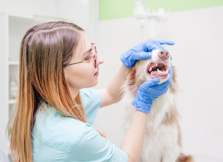 犬の内歯瘻(ないしろう)【治療薬・治療費(手術費用)】