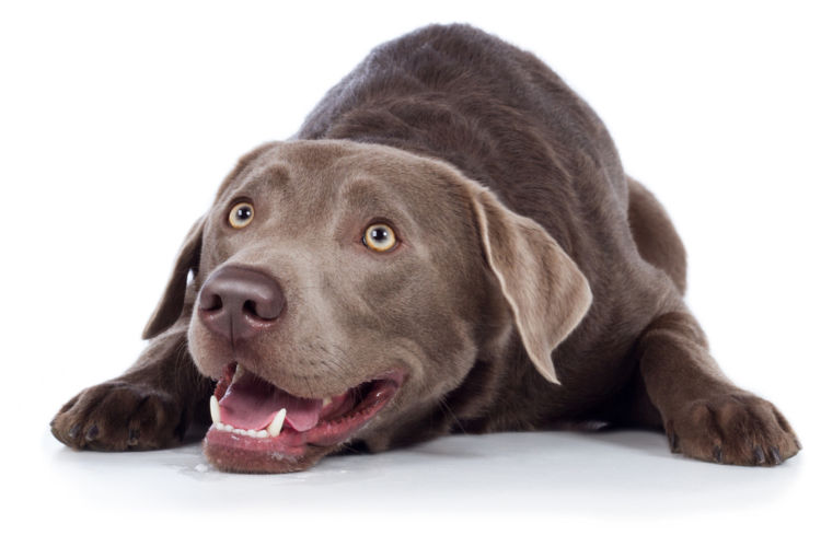犬の内歯瘻(ないしろう)【間違いやすい病気は?】