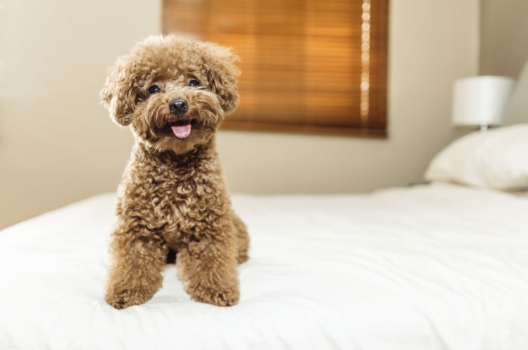 犬の外歯瘻(がいしろう)【なりやすい犬種】
