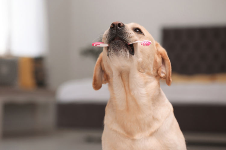 犬の外歯瘻【予防対策】