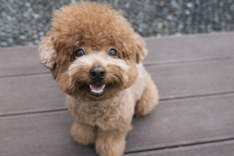 犬の外歯瘻(がいしろう)【間違いやすい病気は?】