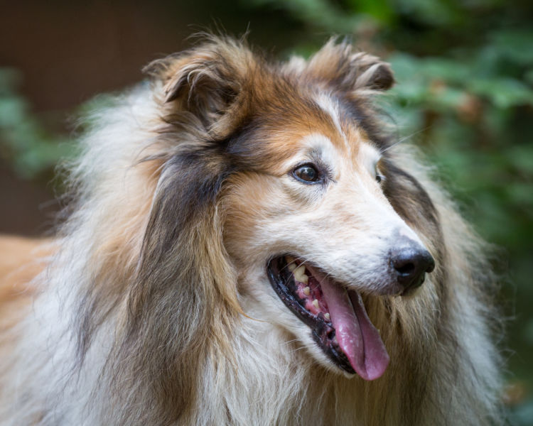 「名犬ラッシー」の物語